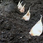 Photo of garlic in the ground