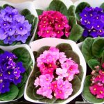 photo of decorative violets