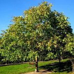 Photo of walnut tree