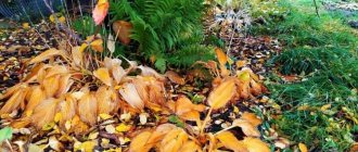 Photos of hostas in autumn