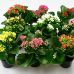 Photo of Kalanchoe in store pots