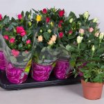 Photo of indoor roses in store pots