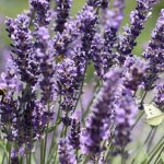 Photo of lavender in summer