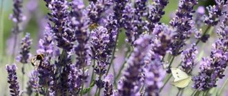 Photo of lavender in summer