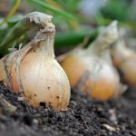 Photo of onions in the garden