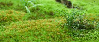 Photo of moss on the lawn