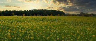 Photo of mustard field