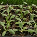 Photos of gaillardia seedlings