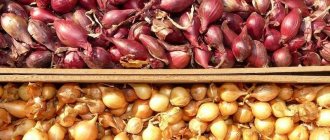 Photo of shallots of different colors