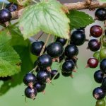 Photo of currant