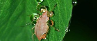 Photo of aphids