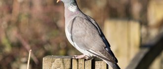 Photo: Wood Pigeon