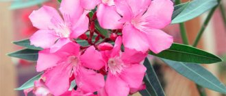 Photo of home-grown common oleander