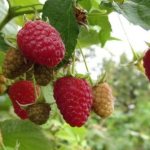 Photo of raspberry tree berries