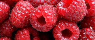 Photo of raspberries