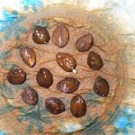 Photo of soaked kobe seeds