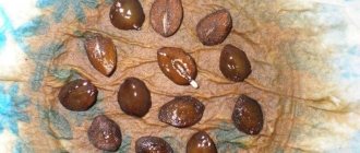 Photo of soaked kobe seeds