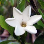 Гардения Бригама / Gardenia brighamii