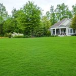 Lawn grass that destroys weeds: types of growing rules
