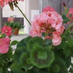Indoor geranium - benefits and harms, medicinal properties of the plant