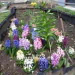 hyacinths planting and care in open ground