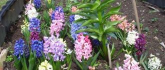 hyacinths planting and care in open ground