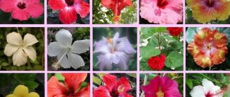 hibiscus flower photo