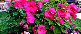 herbaceous hibiscus photo