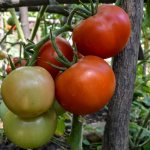 Tomato hybrid Krasnobay f1