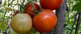Tomato hybrid Krasnobay f1