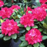 Hybrid rhododendrons are the most popular in ornamental gardens