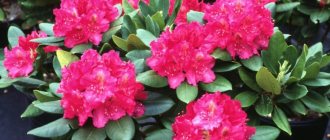 Hybrid rhododendrons are the most popular in ornamental gardens