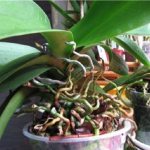 The main sign of the need for rejuvenation is the formation of a large number of roots from the leaf sinuses. This is an obvious signal that the orchid wants to re-root. 