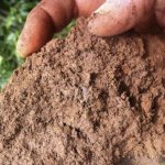 Clay soil