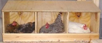 Nests for laying hens