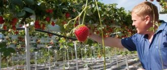 Dutch technology for growing strawberries