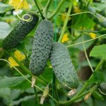 &#39;Dutch hybrid cucumber &quot;Cedric&quot;, recommended for growing in greenhouse conditions&#39; width=&quot;800