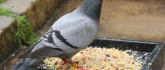 Pigeon sitting on a feeder