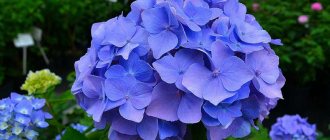 Blue hydrangea, planting and care