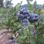 Голубика-ягода-Описание-особенности-полезные-свойства-и-выращивание-голубики-2