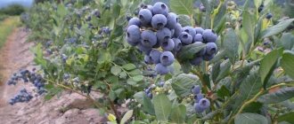 Blueberry-berry-Description-features-useful-properties-and-growing-blueberries-2