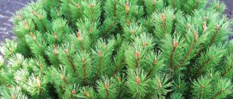 Mountain pine Pug: how to care for a coniferous plant