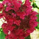 Hydrangea paniculata Vims red