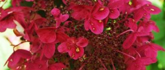 Hydrangea paniculata Vims red
