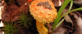 Flake mushroom: types and places of growth