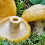 Yellow breast mushroom
