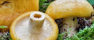 Yellow breast mushroom