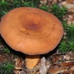Euphorbia mushroom