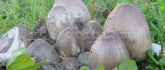 dung beetle mushroom