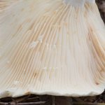 Squeaky mushroom: external description and beneficial properties